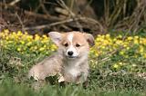 CORGI PEMBROKE 1181